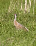 Sandhill Crane-2.jpg