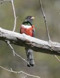 Elegant Trogon-5.jpg