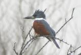 Ringed Kingfisher-3.jpg