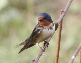 Barn Swallow-1.jpg