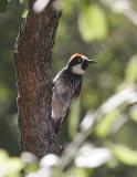 Acorn Woodpecker-1.jpg