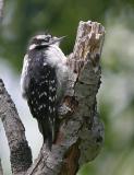 Downey Woodpecker-1.jpg