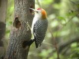 Golden-fronted Woodpecker-1.jpg