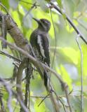 Red-naped Sapsucker-f.jpg