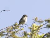 Buff-bellied Flycatcher-1.jpg