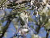 Buff-bellied Flycatcher-2.jpg