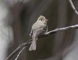 Cordillaran Flycatcher-2.jpg