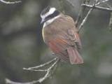 Kiskadee-2.jpg