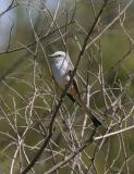 Scissortail Flycatcher-1.jpg