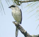 Loggerhead Shrike-1.jpg