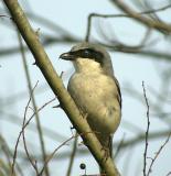 Loggerhead Shrike-3.jpg