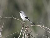 Loggerhead Shrike-4.jpg