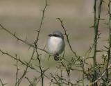 Loggerhead Shrike-5.jpg