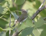Red-eyed Vireo-4.jpg