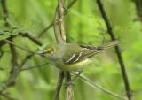 White-eyed Vireo-1.jpg