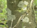 White-eyed  Vireo-5.jpg