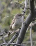 Rock Wren-2.jpg
