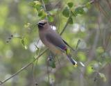 Cedar Waxwing-6.jpg