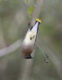 Cedar Waxwing-8.jpg