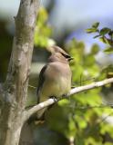 Cedar Waxwing-4.jpg