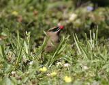 Cedar Waxwing-3.jpg