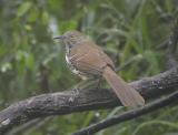 Long-billed Thrasher Texas.jpg