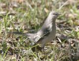 Mockingbird-1.jpg