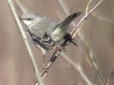 Mockingbird-2.jpg