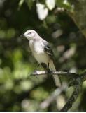 Mockingbird-5.jpg