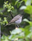 Hermit Thrush-1.jpg
