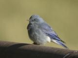 Mountain Bluebird-1.jpg