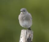 Mountain Bluebird_f.jpg