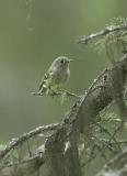 Ruby-crowned Kinglet-1.jpg