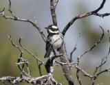 Black-throated Gray-2.jpg
