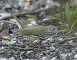 Ovenbird-2.jpg