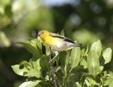 Prothonotary-6.jpg