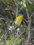 Yellow-breasted Chat-4.jpg