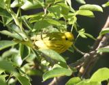 Yellow-3.jpg