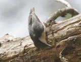 PigmyNuthatch-3.jpg