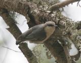 Pigmy Nuthatch-2.jpg