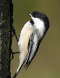 Black-capped Chickadee-1.jpg