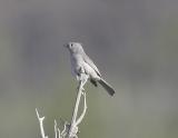 Juniper Titmouse-1.jpg