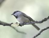 Mountain Chickadee.jpg