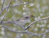 Verdin-3.jpg
