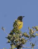 Scotts Oriole-2-Portal, AZ