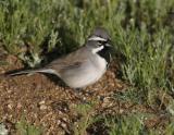 Black-throated Sparrow-2-Sabino Canyon, Tucson