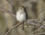Brewers Sparrow-2-San Pedro House, AZ