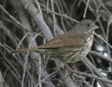Fox Sparrow-2-Homer, AZ