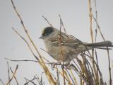 Golden-crowned Sparrow-1-Nome, AK