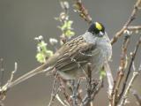 Golden-crowned Sparrow-3-Nome, AK